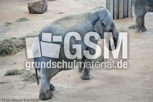 Asiatischer Elefant (1 von 21).jpg